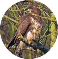 buse variable elipse